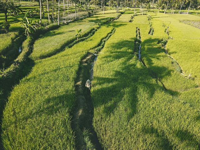 https://www.shutterstock.com/image-photo/landscape-rice-terrace-morning-yogyakarta-indonesia-2355148985