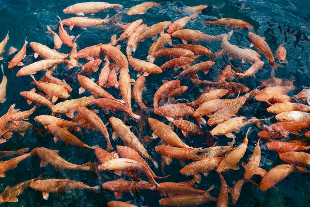 Ilustrasi 5 Pelet Ikan Mujair Terbaik untuk Hasil Panen yang Maksimal, Unsplash/Chris Zhang