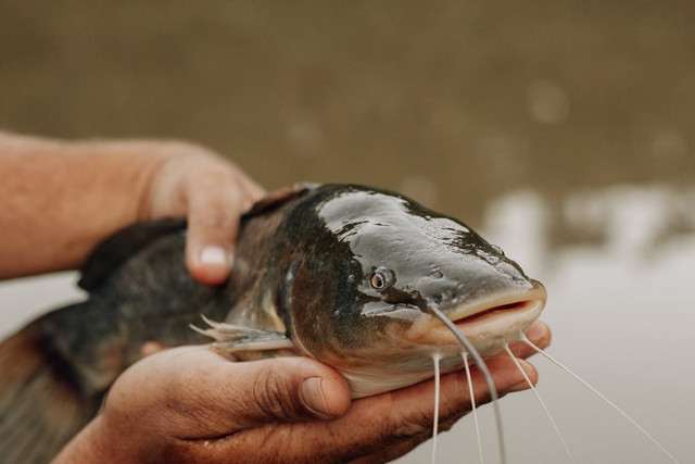 Ilustrasi Rekomendasi Pelet Ikan Lele,Foto:Pexels/juliane Monari