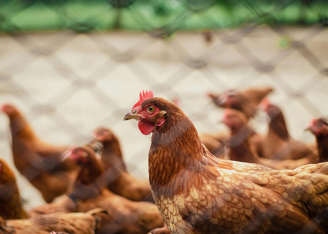 Ilustrasi cara sterilisasi kandang ayam. Foto: Pexels.com/Italo Melo