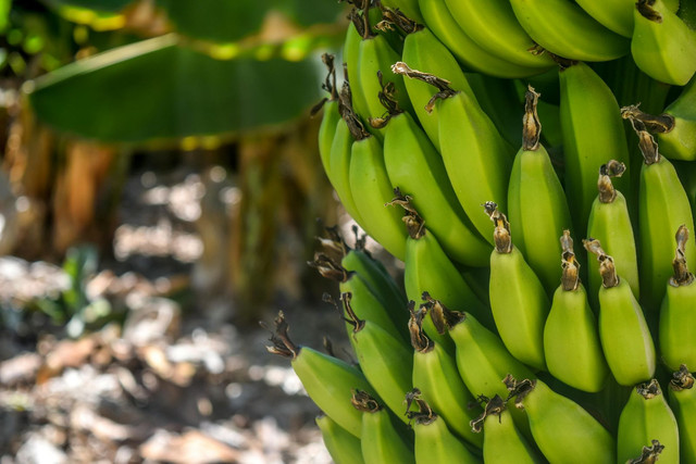 Ilustrasi buah pisang yang mengarah ke atas mencari sumber cahaya, sumber: Pexels.,