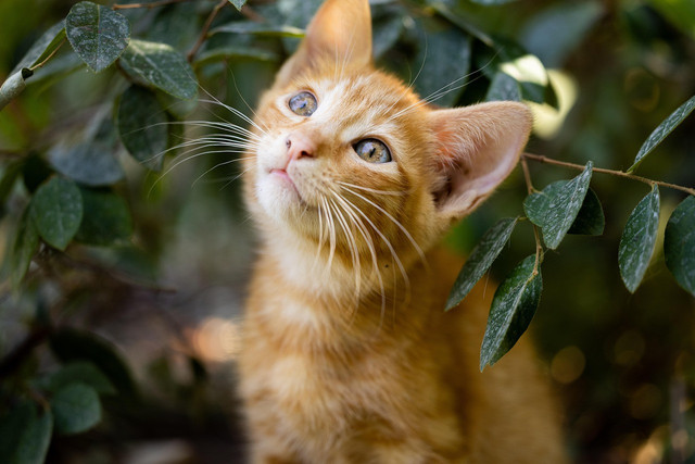 Ilustrasi mitos kucing tidur dekat kita, Foto: Pixabay/Engin_Akyurt