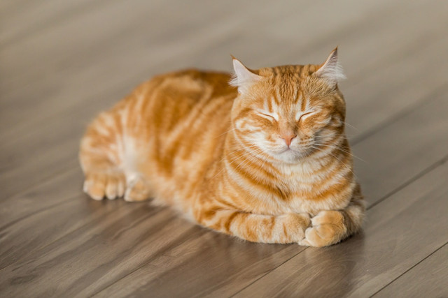 Ilustrasi apakah kucing tidur di malam hari, foto: unsplash/Michael Sum