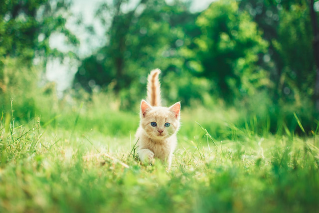 Ilustrasi apakah kucing nenek moyang harimau, foto: unsplash/Andriyko Podilnyk