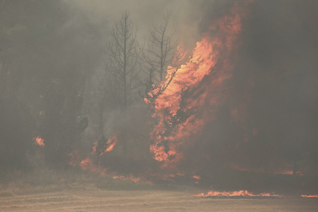 Api berkobar saat kebakaran hutan di kawasan Bet Shemesh, Israel, Kamis (30/4/2025). Foto: Ahmad Gharabli/AFP