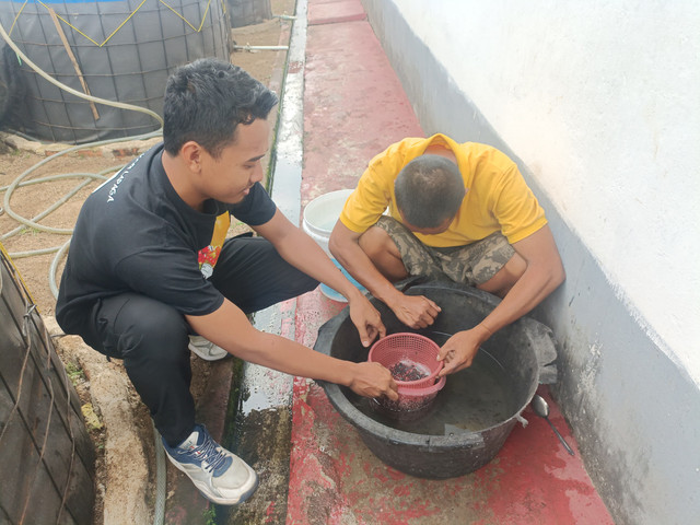 Lapas Pagar Alam Lakukan Sortir Benih Ikan Lele, Dukung Program Ketahanan Pangan