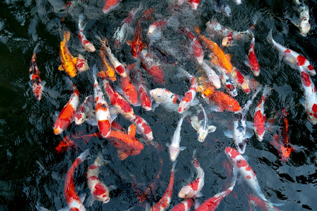 Ilustrasi Perbedaan Pelet Taisho Merah dan Hijau,Foto:Pexels/Quang Nguyen Vinh
