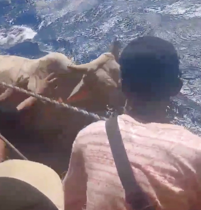 Sapi yang mati di atas kapal KMP Mutiara Ferindo I yang kemudian dilarungkan ke laut. Dok: Ist