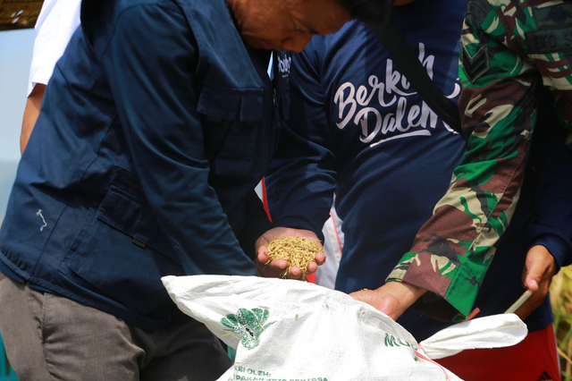Bulog dan Pupuk Indonesia bekerja sama untuk membeli gabah petani di Desa Sumberejo, Kecamatan Ambulu, Kabupaten Jember seharga Rp 6.500 per kg. Foto: Dok. Istimewa