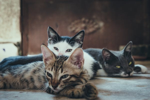 Ilustrasi Mitos Kucing Jantan Kembang Telon. Pexels/Mustafa ezz