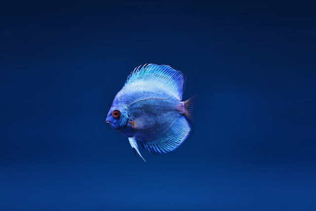 Ilustrasi Jenis-Jenis Pelet Ikan. Pexels/Lone Jensen