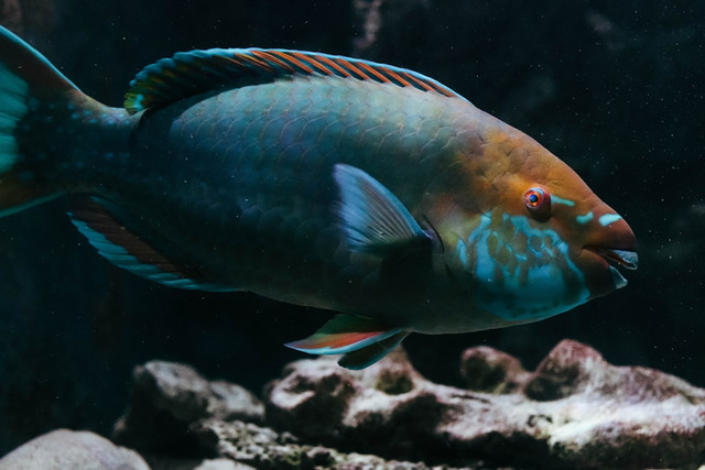 Ilustrasi Jenis Palet yang Disukai Ikan Nila, Foto: Unsplash/SLNC