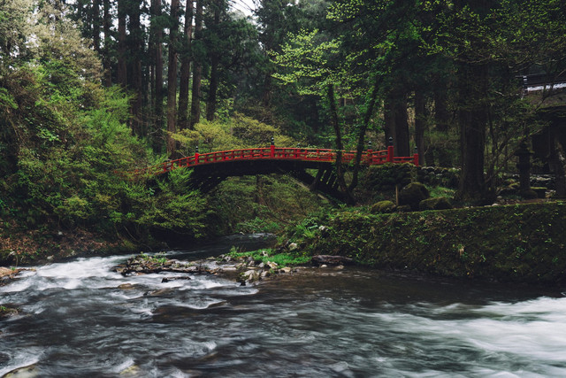 Jembatan Akar Bayang. Foto hanya ilustrasi, bukan tempat sebenarnya. Sumber: Unsplash/max anderson