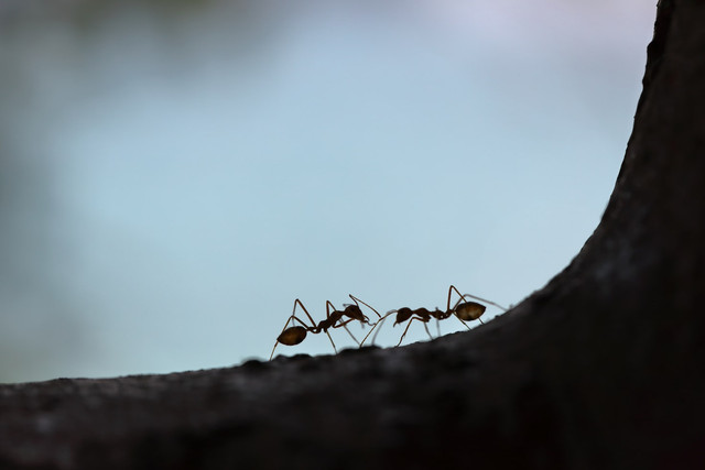 Ilustrasi mitos rumah banyak semut hitam. Foto: Unsplash/ Maksim Shutov