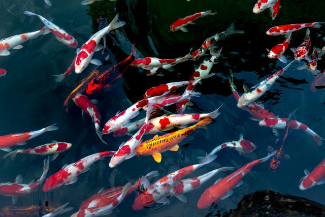 Ilustrasi rekomendasi pakan koi untuk warna. Foto: Pexels.com/Quang Nguyen Vinh