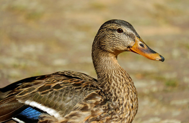 Ilustrasi rekomendasi pakan bebek petelur. Foto: Pexels.com/Pixabay
