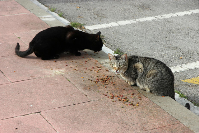 Ilustrasi rekomendasi pakan kucing agar cepat gemuk. Foto: Pexels.com/Renato Rocca