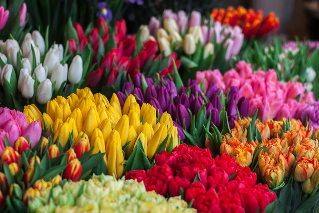Ilustrasi Filosofi Bunga Tulip yang Mengajarkan Keindahan dalam Kesederhanaan, Unsplash/Ioann-Mark Kuznietsov