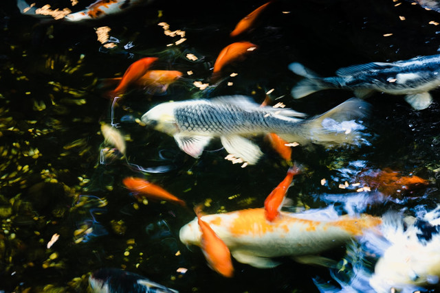 Ilustrasi filosofi ikan mas, foto: unsplash/Jason Leung