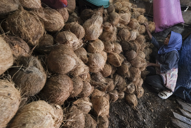 Seorang pengepul menata kelapa dagangannya di Pasar Basah Mandonga, Kendari, Sulawesi Tenggara, Rabu (16/4/2025). Foto: Andry Denisah/ANTARA FOTO