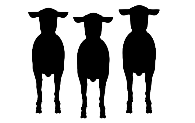 Ilustrasi lebih utama kurban kambing atau sapi. Sumber foto: Pixabay/ BedexpStock