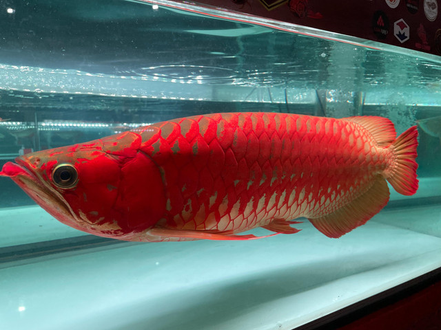 Arwana Grand Champion yang dibeli oleh orang negara China seharga Rp 700 juta. Foto: Rabiansyah/Hi!Pontianak.