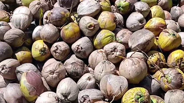 Ilustrasi kelapa.