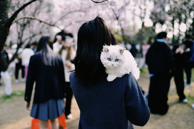 Ilustrasi Rekomendasi Anime Neko, Foto: Unsplash/Rong An