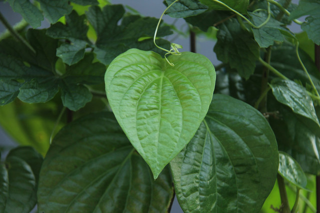 Ilustrasi aturan minum rebusan daun sirih. Foto: Unsplash