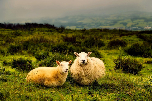Ilustrasi Cara menghitung pakan domba. Foto: Pexels.com/Pixabay