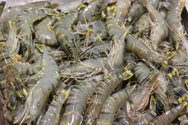 Ilustrasi Cara Hitung Pakan Udang agar Tetap Optimal dan Tidak Boros, Unsplash/Anthony Camp
