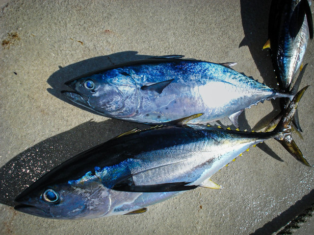 Ilustrasi cara memilih ikan tongkol yang tidak gatal, foto: unsplash/Sean Robertson