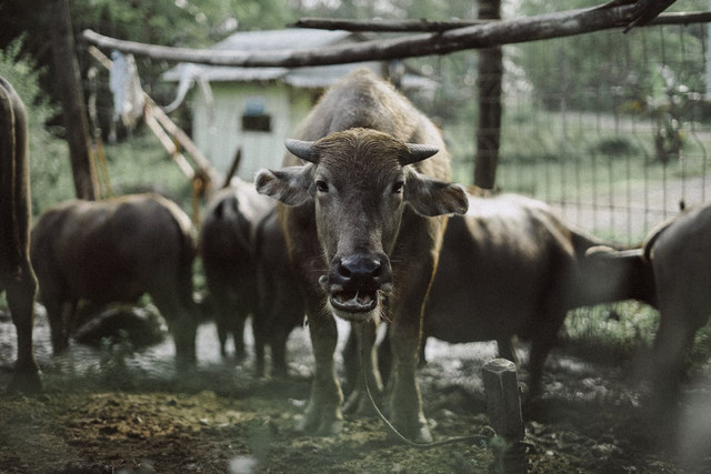 Ilustrasi sapi kurban. Foto: Pexels