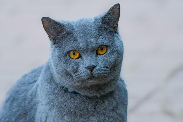 Ilustrasi mitos warna kucing. Pixabay/Gruendercoach.