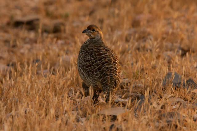 Ilustrasi manfaat memelihara burung puyuh. Foto: Pexels.com/Tirthesh Astik
