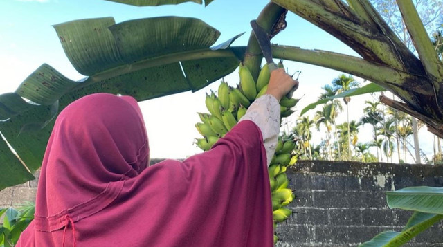 Panen Buah Pisang, Hasil Berkebun Santri Rumah Tahfidz Qur'an Uswatun Hasanah Binaan DT Peduli Sumatera Barat (Sumber : DT Peduli)