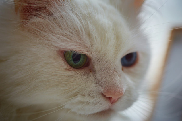 Ilustrasi Mitos Kucing Mata Beda Warna dalam Cerita Mistis dan Legenda Rakyat, Unsplash/Mark Ashford