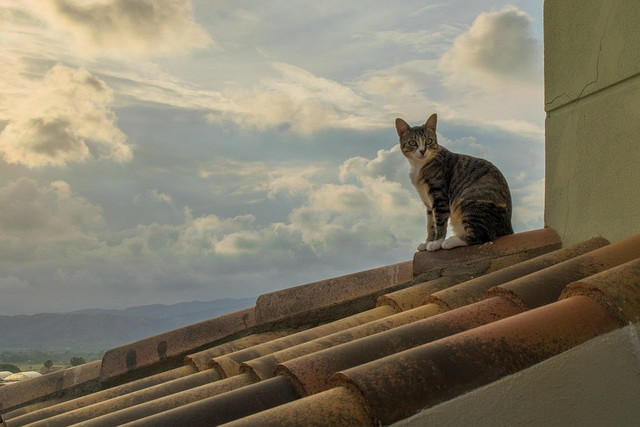 Ilustrasi mitos kucing di atas genteng. Pixabay/Javiermirapeidro.