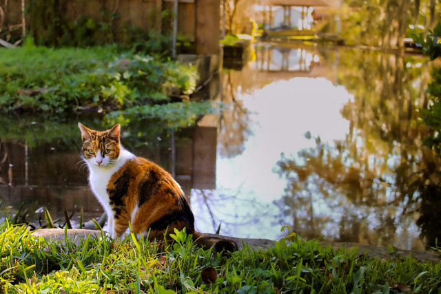Ilustrasi mitos kucing telon betina, foto: unsplash/Hadley Woodall