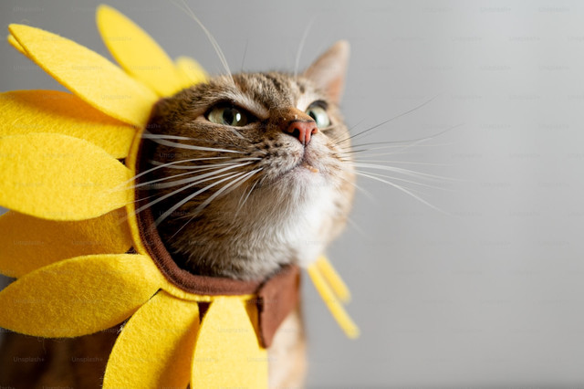 Ilustrasi Mitos Kucing Abu-Abu, Foto:Unsplash/Nathan Anderson