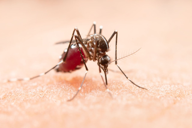 Nyamuk Aedes aegypti penyebab DBD. Sumber Freepik.com