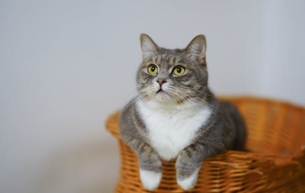 Ilustrasi Mitos Kucing Buang Kotoran Depan Rumah, Foto: Pexels/Cats Coming