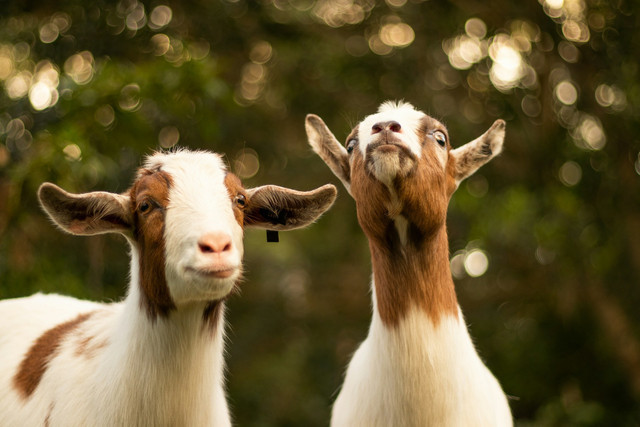 Ilustrasi kambing sebagai hewan kurban saat Idul Adha. Foto: Unsplash