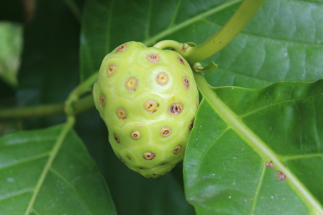 Ilustrasi cara merebus buah mengkudu untuk obat. Pixabay/Braico.