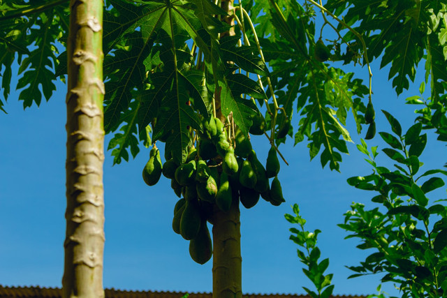 Ilustrasi Cara Merebus Daun Pepaya agar Tidak Pahit, Foto: Unsplash/Romario Roges
