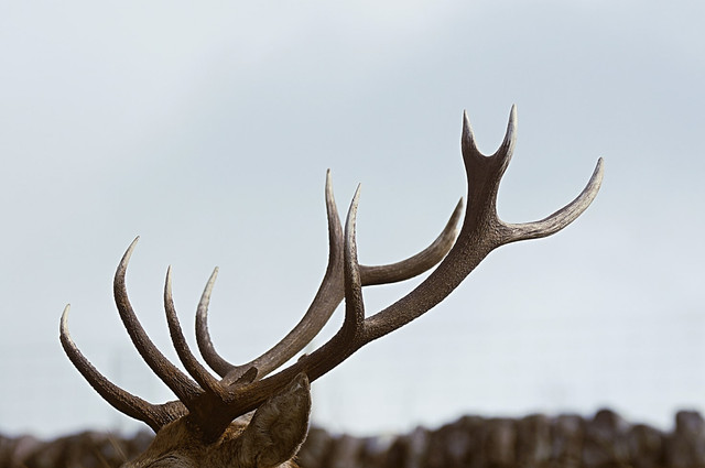 Ilustrasi mitos tanduk rusa di rumah, foto: unsplash/Livin4wheel
