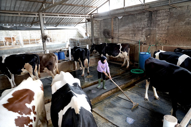 Peternakan sapi perah di Malang, Jawa Timur. Foto: Istimewa