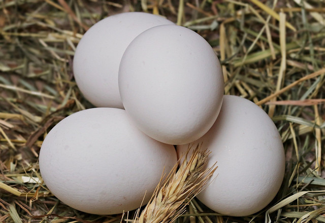 Ilustrasi telur ayam kampung (sumber: https://pixabay.com/id/)