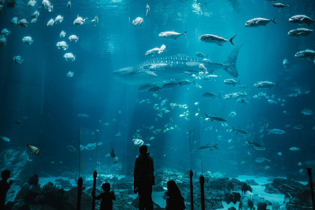 Ilustrasi rekomendasi film Netflix hiu. Foto: Pexels.com/Airam Dato-on