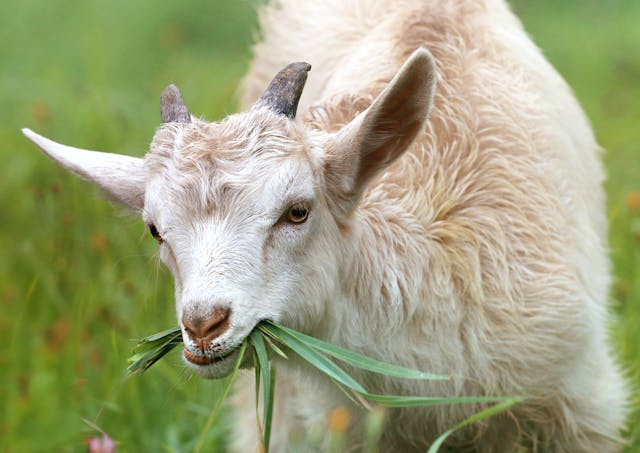 Ilustrasi kurban kambing untuk berapa orang. Sumber: pexels.com/pixabay